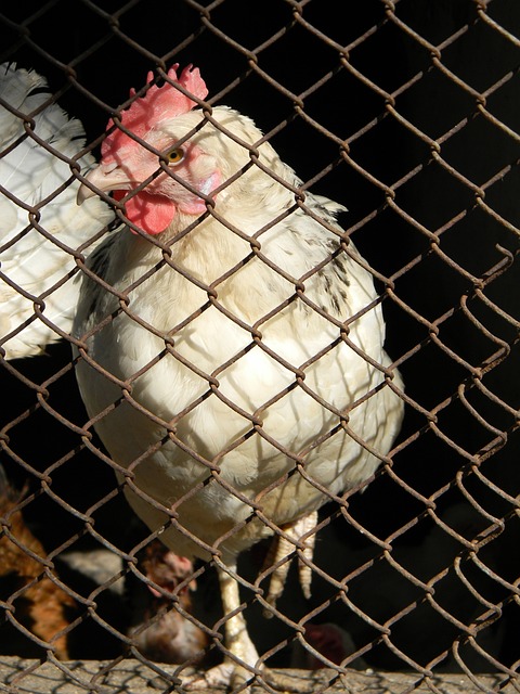 必定会再度 必定会再度