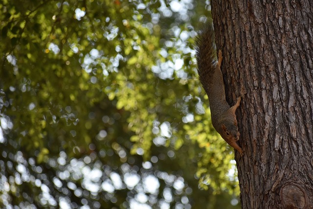 续比赛中的 续比赛中的